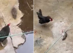 Любитель дикой природы запечатлел фатальный бой крысы с двумя курицами