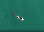 Любопытную акулу не впечатлил сёрфер в качестве добычи возле побережья Австралии - видео
