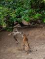 Молодая тигрица напала на взрослого тигра в индийском заповеднике (Видео) 0