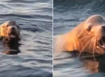 Морской лев, разбуженный бестактным туристом, «высказал» ему своё недовольство - видео