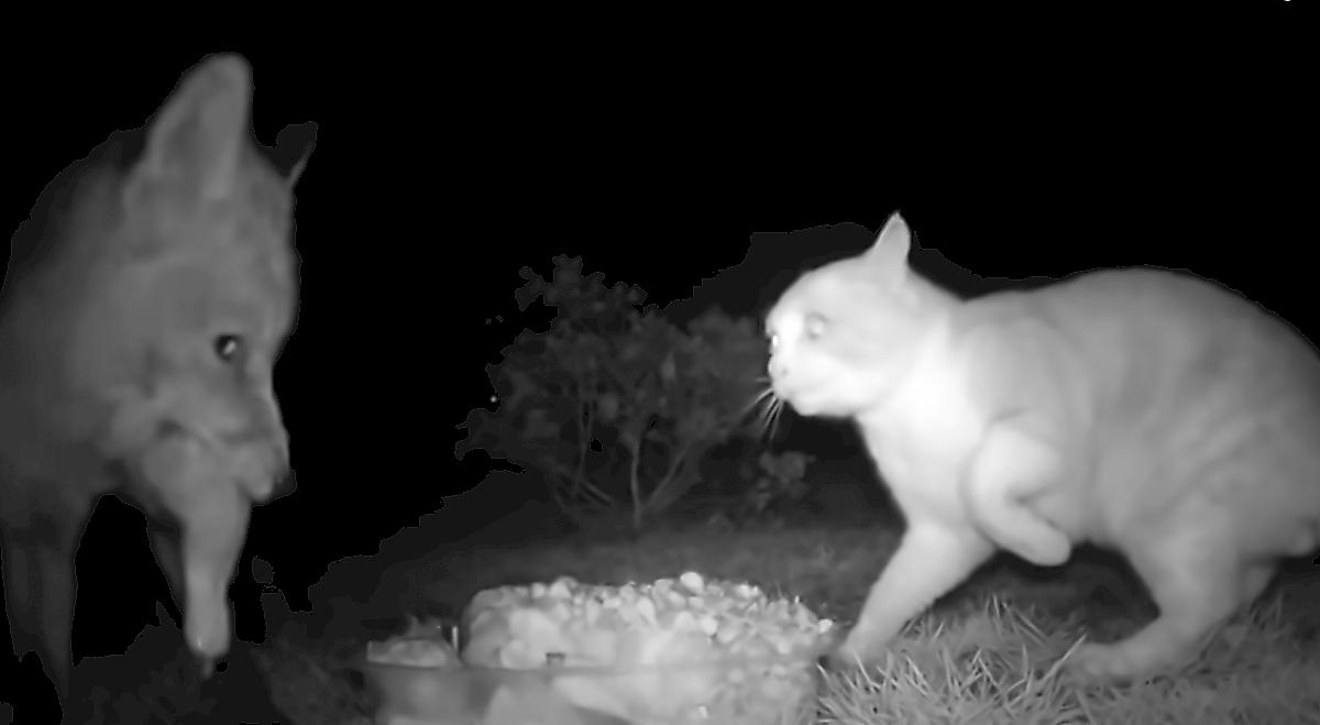 Подлый лис обворовал кота и попал на видеокамеру в Британии