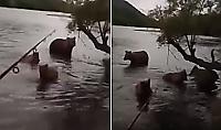 Рыбак не поделил водоём с медвежьим семейством в Иркутской области - видео