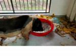 Свинья пережила 65-дневный карантин и дождалась своих хозяев в Китае