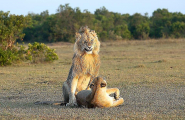 Турист подсмотрел за львом, ухаживающим за своей пассией в Кении 3