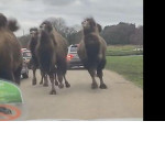 Верблюды совершили групповое бегство из сафари-парка в Британии ▶
