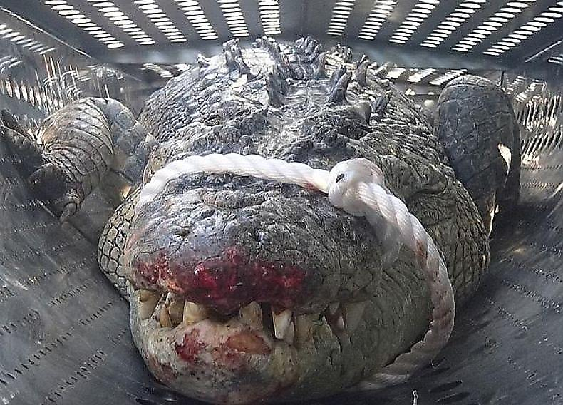 Австралийка, вместо спасения, запечатлела охоту крокодила на собаку ▶