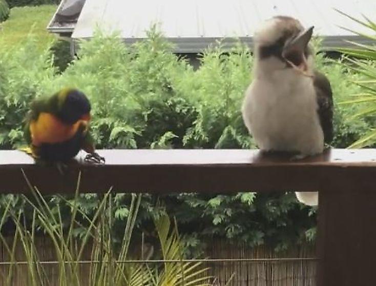 Любопытный попугай попытался завести знакомство с равнодушной кукабарой ▶