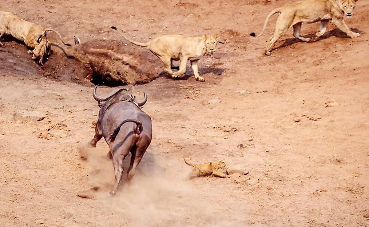 Разъярённый буйвол выбрал самого беззащитного члена львиного прайда и атаковал его на глазах у туристов
