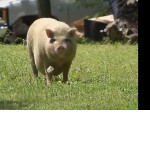 Свободолюбивая свинья, сбежав от хозяина, ведёт независимый образ жизни в Иллинойсе ▶