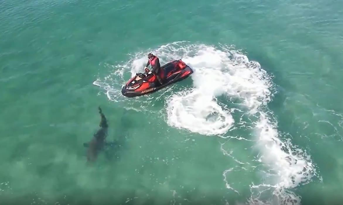 Акула проверила на прочность гидроцикл туриста и попала на видео в Австралии