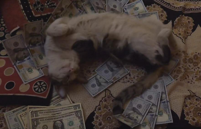 Индийский нувориш приучил своего кота спать на долларах (Видео)