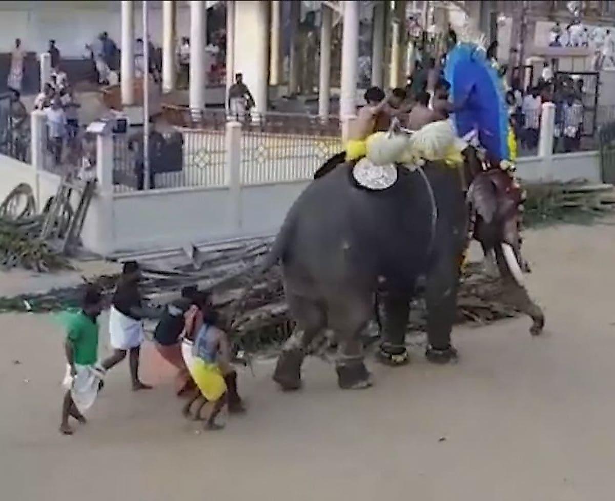 Испуганный слон попытался сбежать с фестиваля в Индии