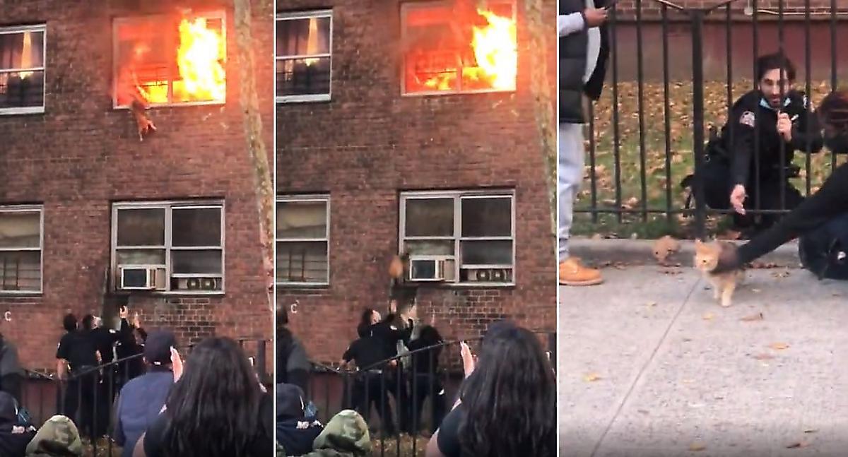 Кот выпрыгнул из окна охваченной пламенем квартиры - видео