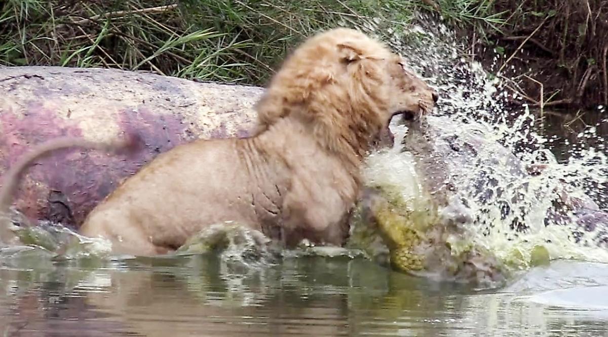 Крокодил напал на льва, пирующего на туше бегемота в ЮАР - видео
