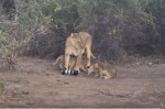 Львица стащила камеру у туристки в африканском заповеднике (Видео)