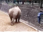Посетительница зоопарка забралась в вольер к носорогу, чтобы забрать свой телефон ▶