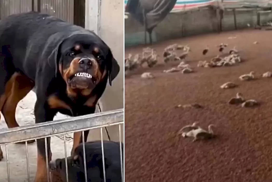 Пёс «сошёл с ума» и истребил более 300 уток на ферме в Китае