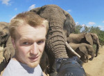 Слоны застигли с поличным шпионившего за ними фотографа