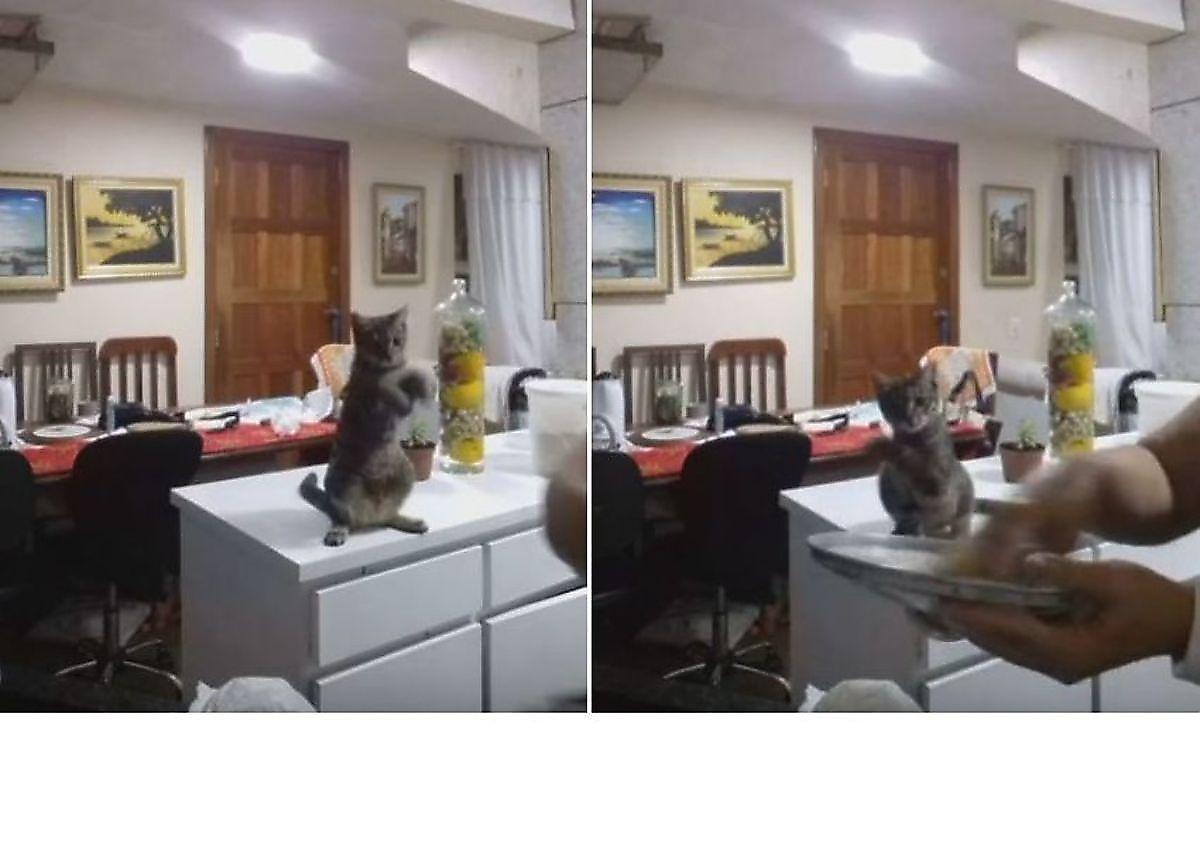Смышлёная кошка показала хозяйке, как мыть посуду ▶