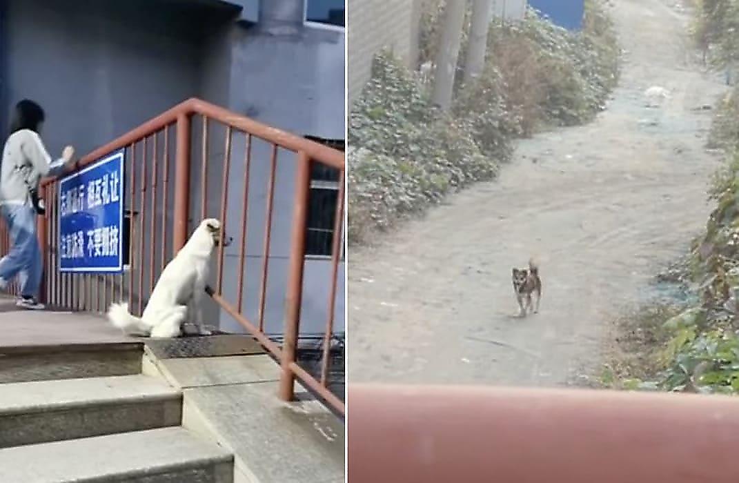 Верные собаки, не покинувшие друг друга во время изоляции, растрогали китайских интернет-пользователей
