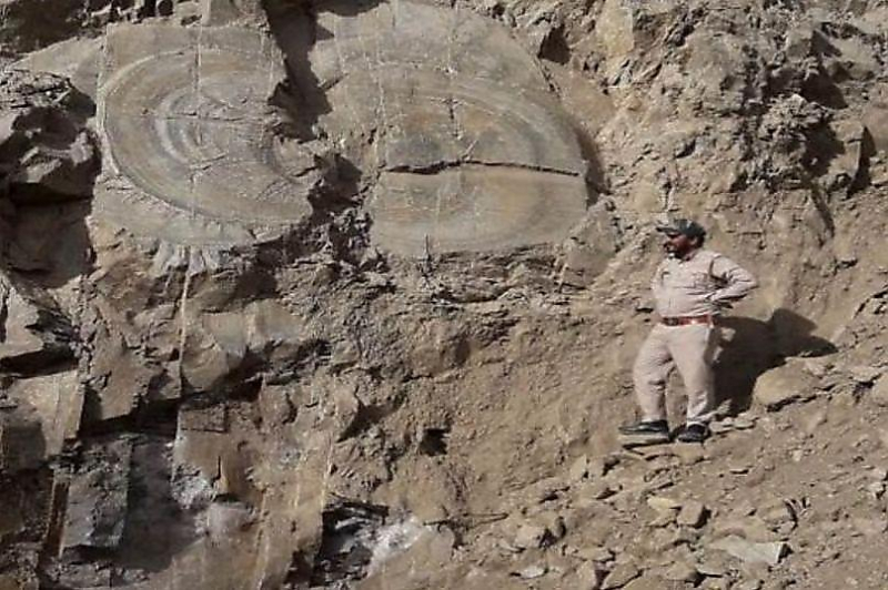 В Индии нашли ископаемое дерево возрастом более 60 миллионов лет ▶