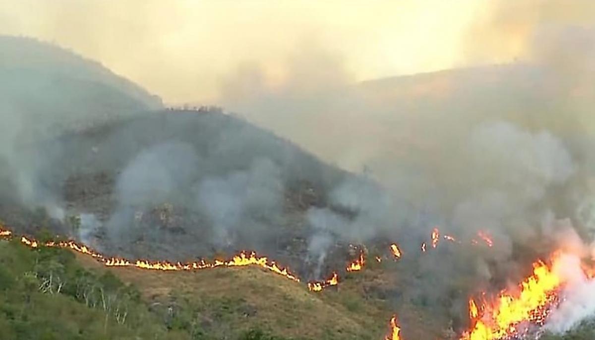 Бразильский пенсионер спалил 673 гектара леса в рамках страховой афёры со своим автомобилем