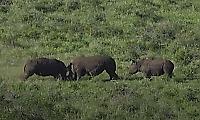 Драка носорогов, не поделивших поляну, попала на видео в ЮАР