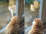 «Говорливый» кот привлёк внимание соплеменника, нарушившего чужую территорию