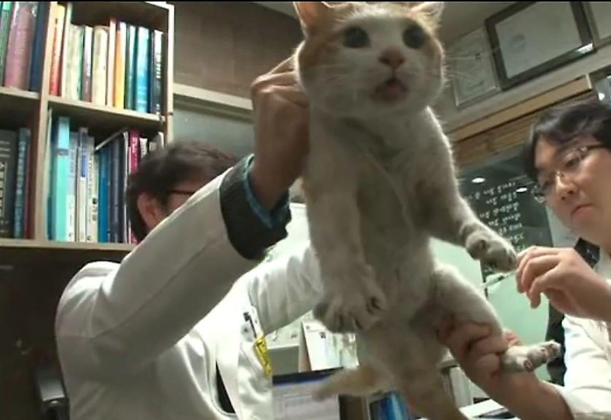 Кошку, застрявшую за стеной торгового центра, спустя два года спасли в Южной Корее