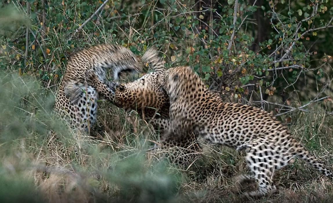 Леопарды, не поделив самку, атаковали свою соплеменницу