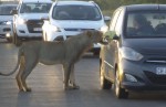 Лев дважды попытался открыть дверь в легковом автомобиле, словно банку с консервами, в африканском заповеднике (Видео)