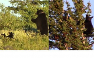 Медведица спасла своё потомство от самца, заставив медвежат забраться на дерево (Видео)