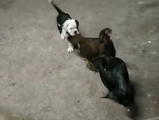 Смелый щенок вмешался в разборку двух петухов на птичьем дворе в Таиланде (Видео)