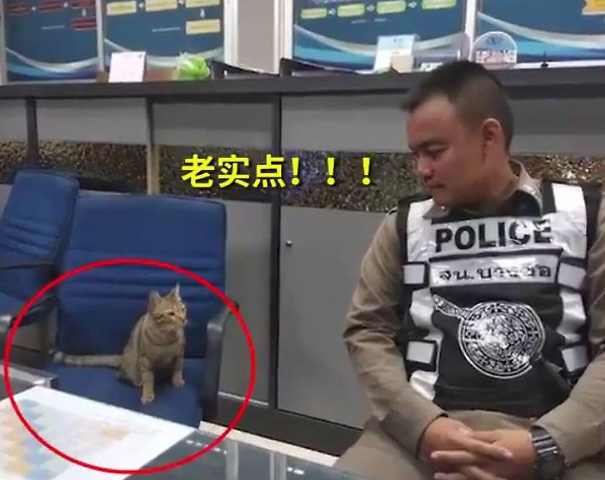 Тайские полицейские арестовали кошку, нарушившую режим самоизоляции
