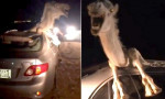 Верблюд оказался внутри автомобиля после столкновения в Индии (Видео)