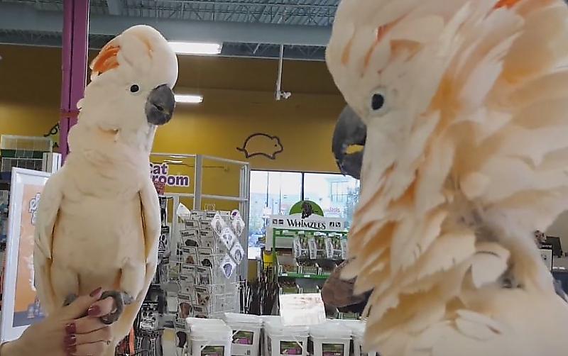 Забавная встреча двух какаду попала на видеокамеру в зоомагазине ▶