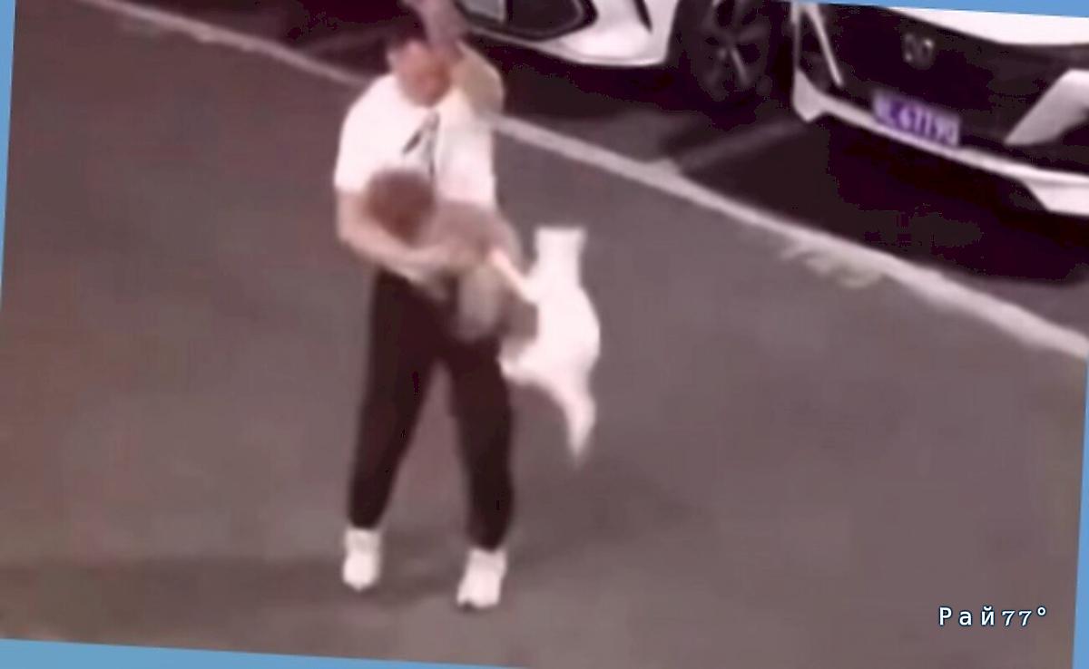 Агрессивная кошка атаковала собаку с владельцем и не допустила их на свою территорию ▶️