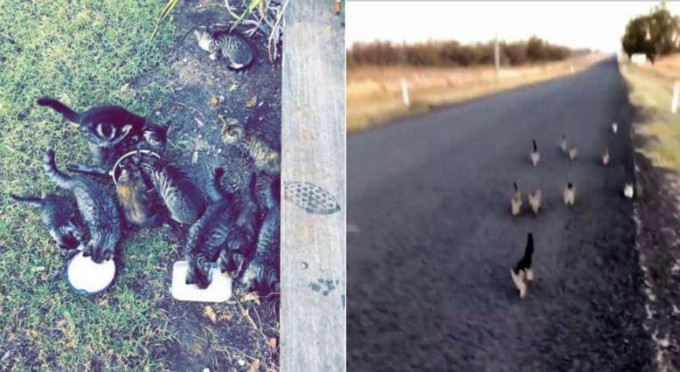 Австралийка, выгуливающая собаку, неожиданно стала хозяйкой 10-ым котятам, увязавшимся за девушкой (Видео)