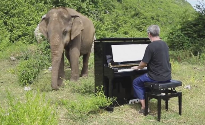 Британский пианист сыграл для слепого слона в тайском заповеднике (Видео)