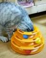 Хозяин глупой кошки, застрявшей в игрушке, еле спас своего питомца (Видео) 0