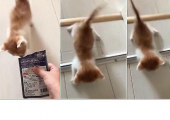 Хозяин котёнка, дразня его лакомством, довёл до истерики своего питомца (Видео)