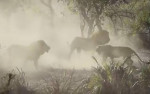 Львы и львицы не поделили территорию в африканском заповеднике (Видео)