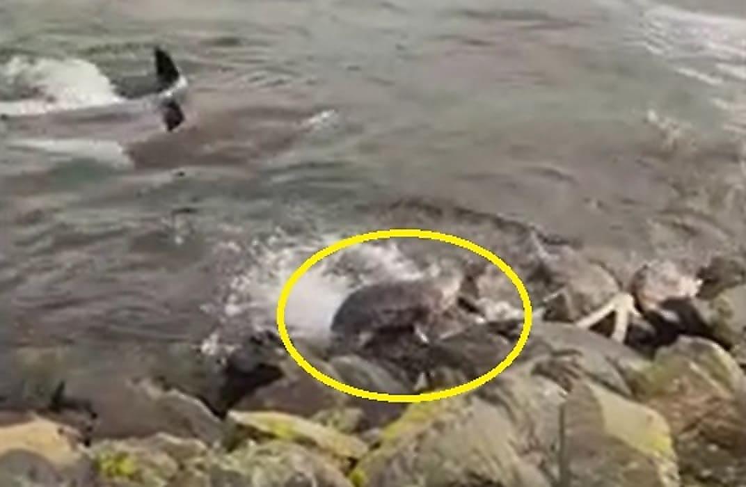 Маленький тюлень сбежал от стаи косаток возле Шетландских островов