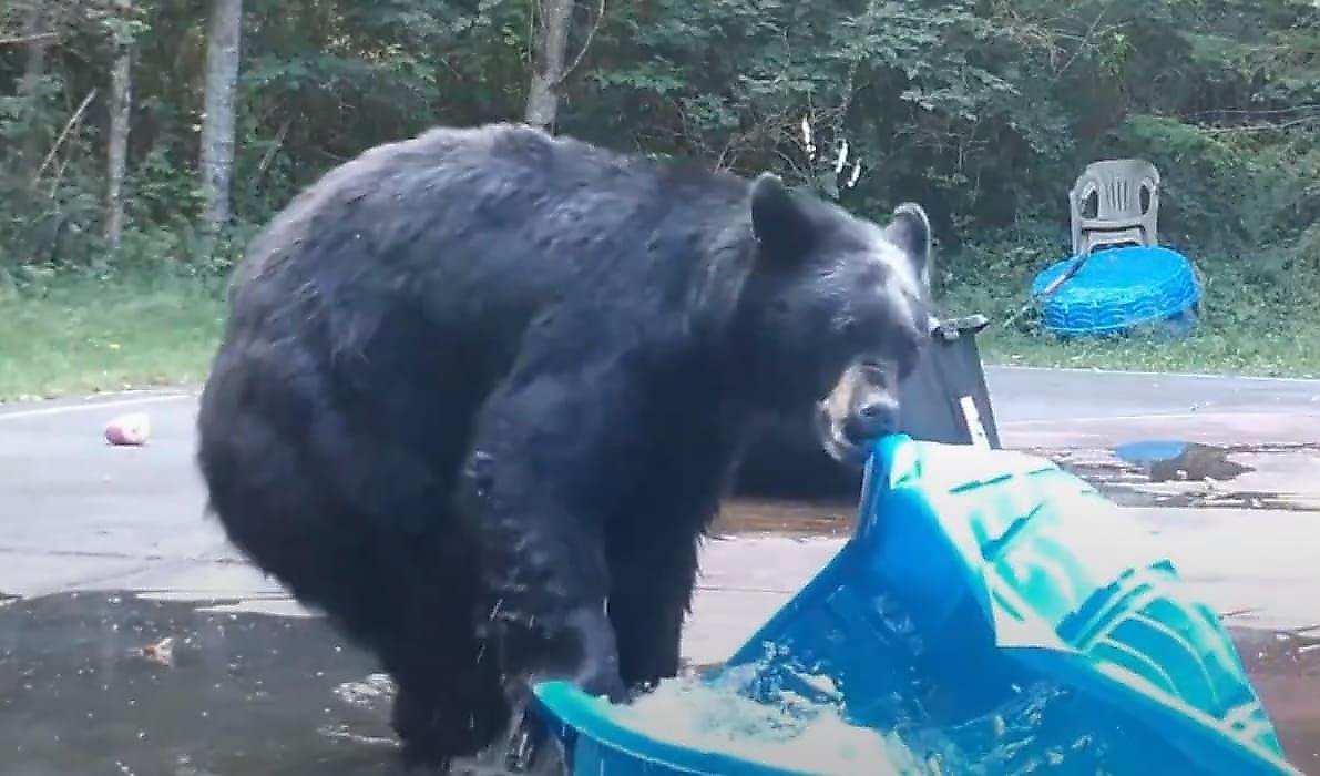 Медведи повадились ломать детские бассейны, оставленные на заднем дворе жилища - видео