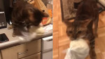 Наглый кот, стащив тесто с кухонного стола, устроил забег по квартире своей хозяйки (Видео)