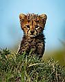 Плодовитая самка гепарда родила семерых детёнышей в заповеднике Масаи-Мара ▶ 1