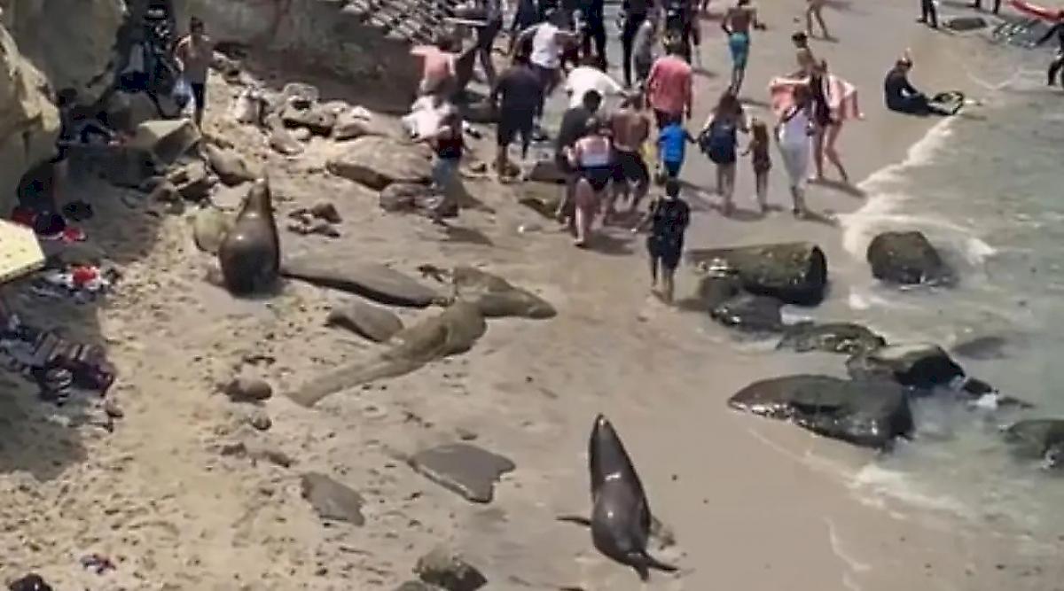 Разъярённые морские львы освободили пляж от туристов и попали на видео в Калифорнии