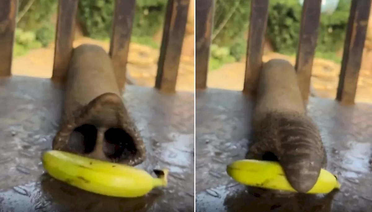 Слон, поедающий бананы, стал знаменитостью в Сети