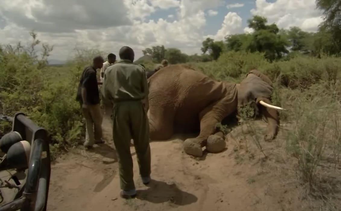 Спасатели усыпили слониху и избавили её от удавки в Кении