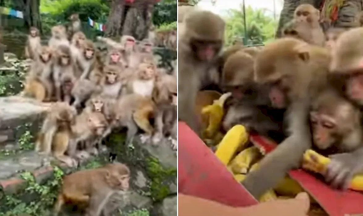 Видео с кормлением полчищ обезьян бананами бьёт рекорды просмотров в интернете